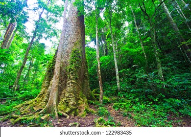 Big Tree In The Forest Thailand