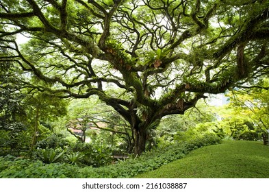 The Big Tree At Fort Canning Park