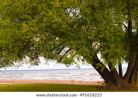 Big tree in front of Lake Huron