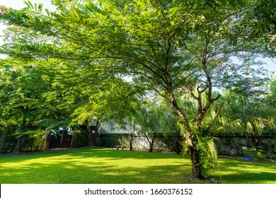 Big Tree In The Garden 