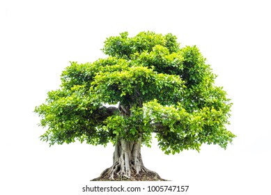 284,785 Big tree branches Images, Stock Photos & Vectors | Shutterstock