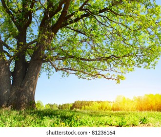 Spring Meadow Big Tree Fresh Green Stock Photo (Edit Now) 73827871