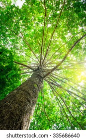 Big Tree With Green Leaves, Sun Shining Through The Canopy Of Tall Beech Trees