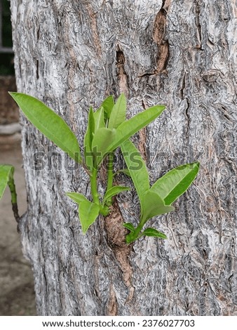 A big tree has sprouts and young shoots. After the wet rainy season It represents growth. According to the tree's cycle each year