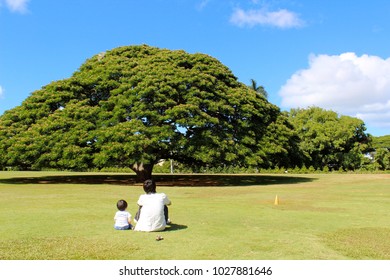 Big Tree In Hawaii