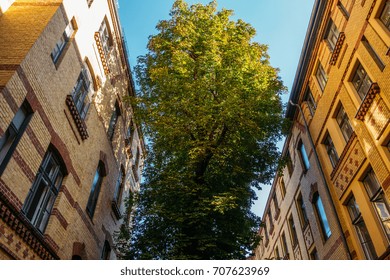 Big Tree Inbetween Of Brick Industrial Buildings