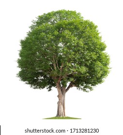 big tree isolate on white background - Shutterstock ID 1713281230