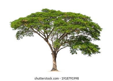 Big Tree Isolate On White Background