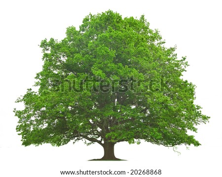 Big Tree Isolated Against White Background Stock Photo (Edit Now