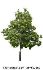 Big Tree Isolated  On A White Background With Clipping Path.