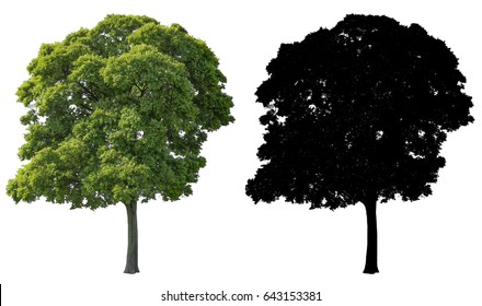 Big Tree Isolated On White Background With Alpha Mask