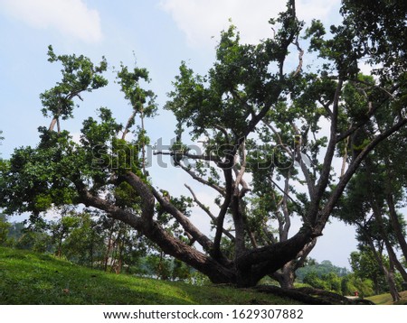 The big tree at MacRitchie Reservoir which is Singapore's oldest reservoir completed in 1868