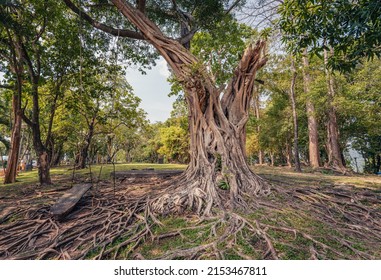 Big Tree With Many Roots