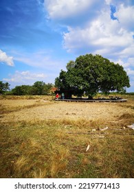A big tree in the middle of a field