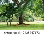 big tree in the middle of the forest
