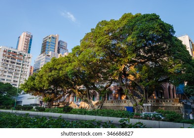 Big Tree In Nathan Road