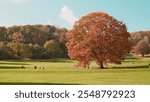 Big tree near Ashton Court Estate