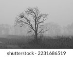 Big tree with a nest in the branches nestled in a countryside landscape with fog and mist typical of northern italy, Po valley - Winter season - Black and white