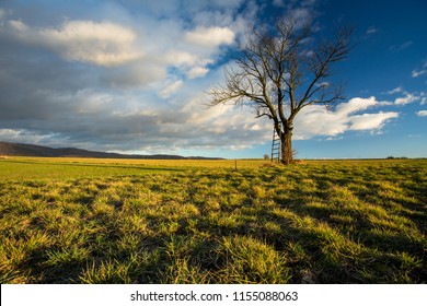 Big tree on green meadow landscape with blue sky with copy space