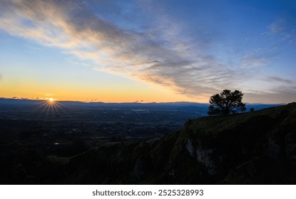 Big tree on Te Mata Peak at sunset. Hawke’s Bay. New Zealand. 