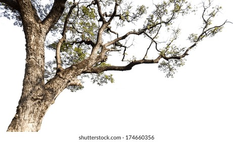 Big Tree On A White Background