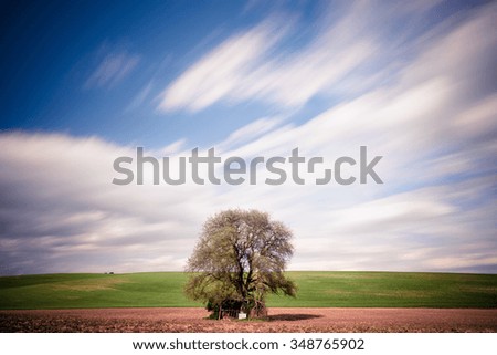 Similar – Image, Stock Photo Apple blossom IV