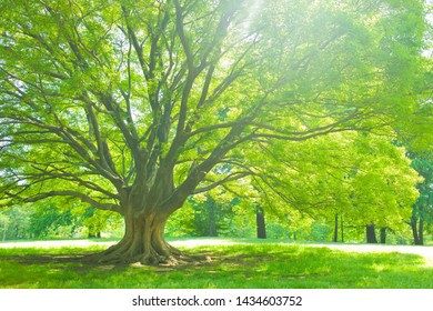 Big Tree Park Stock Photo 1434603752 | Shutterstock