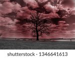 big tree with red sky