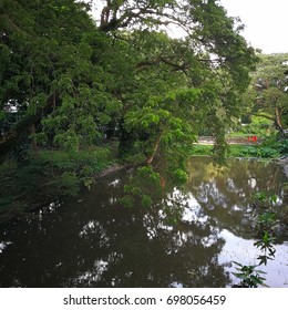 big tree and the river