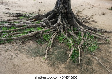 big tree root