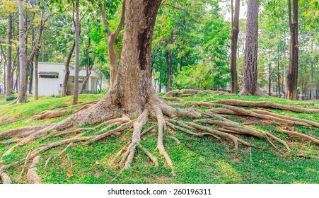 Big Tree Roots In The Park