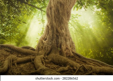 Big Tree Roots And Sunbeam In A Green Forest