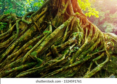 big tree roots, tree roots and sunshine ,vines, parasites, twisted tropical tree roots, organic background, texture.