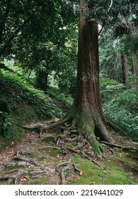 Big Tree With Roots Under Ground