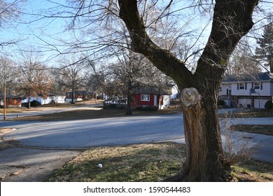 A Big Tree In A Rural Area In Kansas City, Missouri. There Are Several Houses In The Neighborhood. Picture Taken On A Cold Day In December.