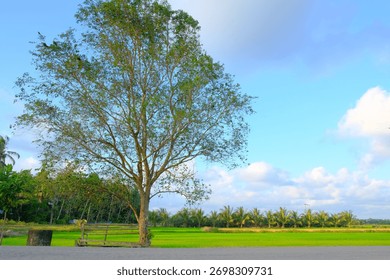 Big tree with a rustic bench by the roadside, overlooking green paddy fields and palm trees under a bright blue sky in a tranquil Malaysian village.