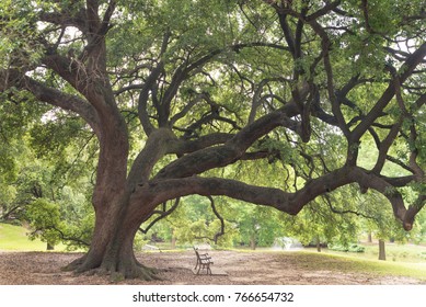 Big Tree At Sam Houston Park