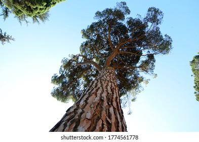 Big tree in a small world.