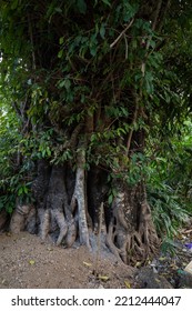 Big Tree With Strong Roots