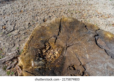 big tree stump old rotten, rotting stump top view.
