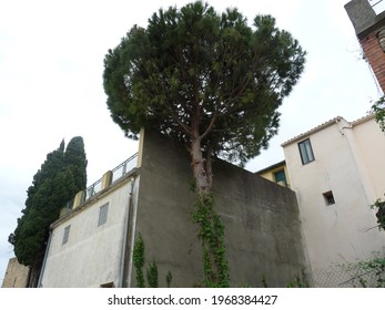 big tree surrounded by old houses