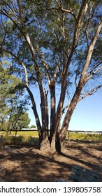 Big Tree At Swan Valley Western Australia On 30 March 2019