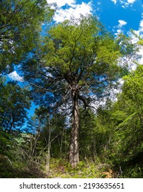 Big Tree In Tayrona National Park