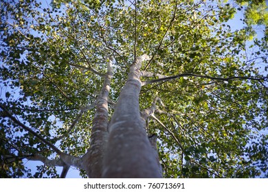 Big tree top view