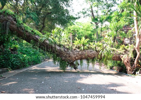 Big Tree trunk Block the path way.
