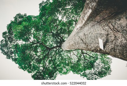 Big Tree Trunk And Green Leaves