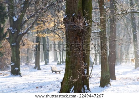 big tree trunk with icy twigs in the fog