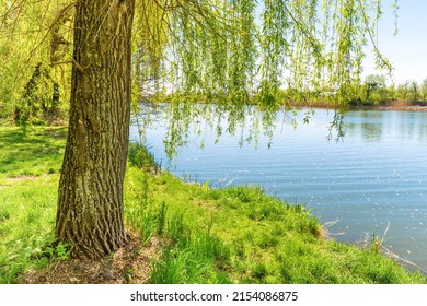 Big Tree Trunk At River With Blue Water. River Landscape