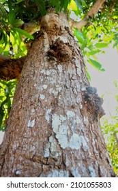 Big Tree Trunk Show From Shot From Below