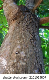 Big Tree Trunk Show From Shot From Below